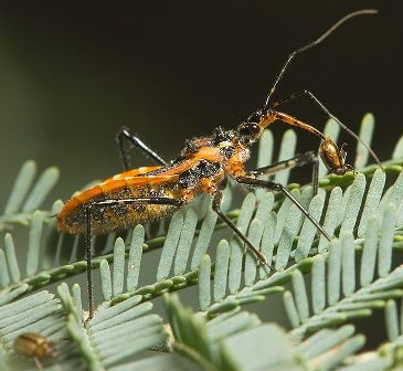 Orange assassin bug feeding on a beetle